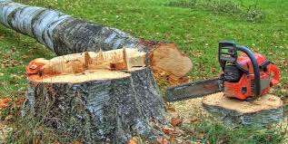 Best Stump Grinding and Removal  in Monterey, TN
