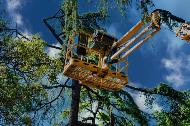 How Our Tree Care Process Works  in  Monterey, TN
