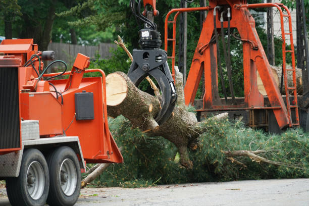 Best Utility Line Clearance  in Monterey, TN